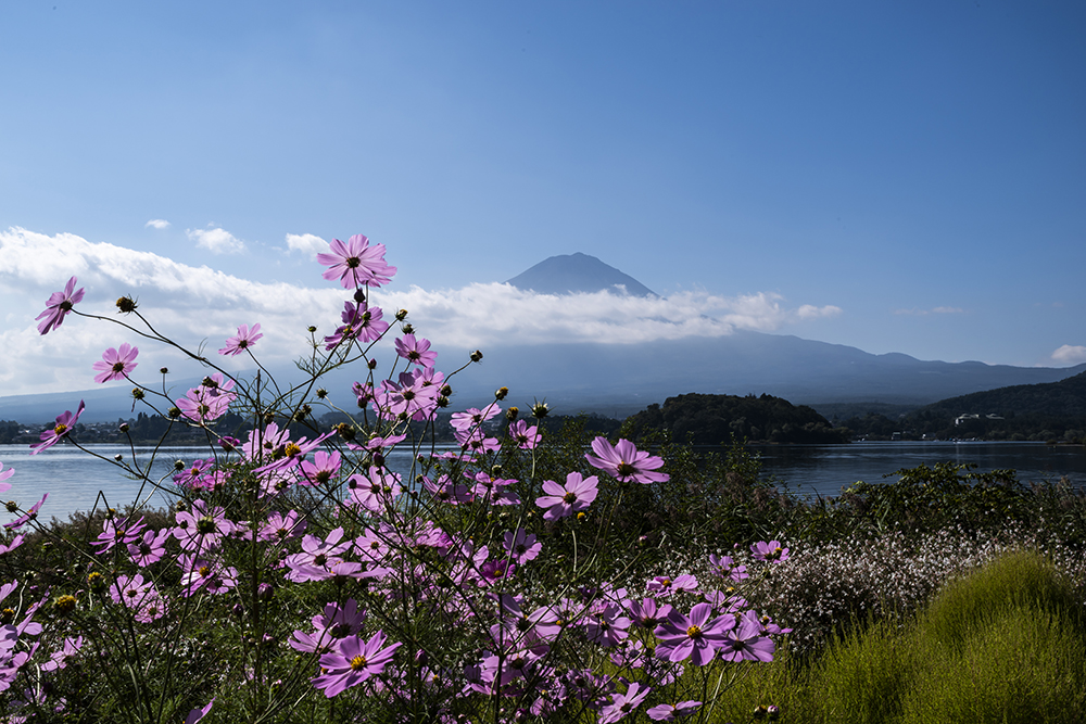 秋桜と富士