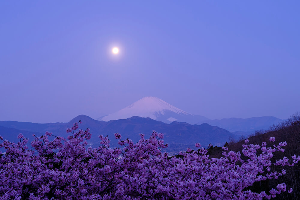 満月と桜富士