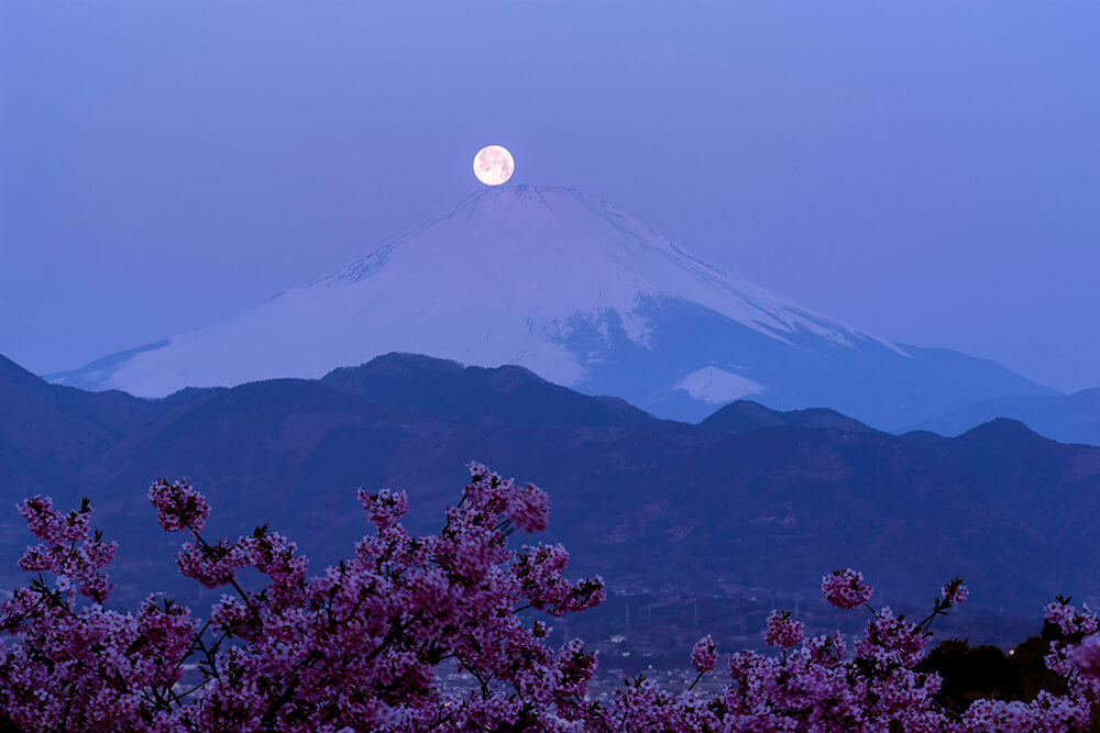 桜パール富士