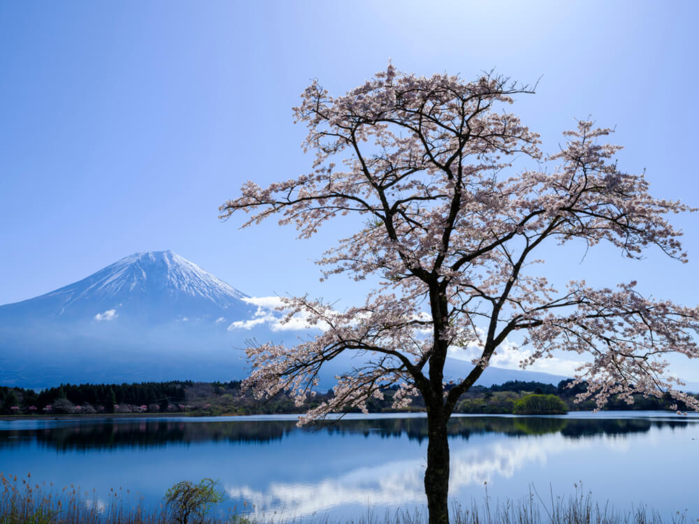 田貫湖一本桜