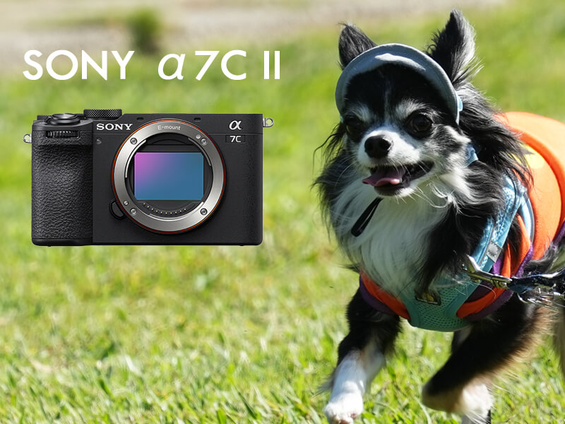 α7CⅡで愛犬撮影 α7CⅡで愛犬撮影