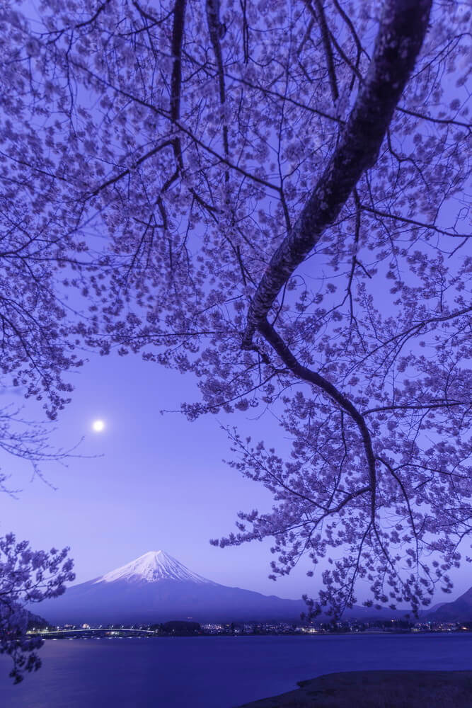 Moonlit Sakura Moonlit Sakura