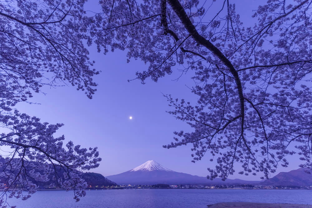 Sakura Veil at First Light Sakura Veil at First Light