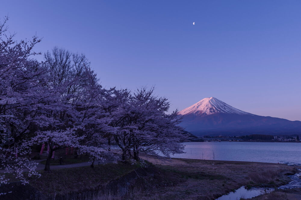 紅富士桜 紅富士桜