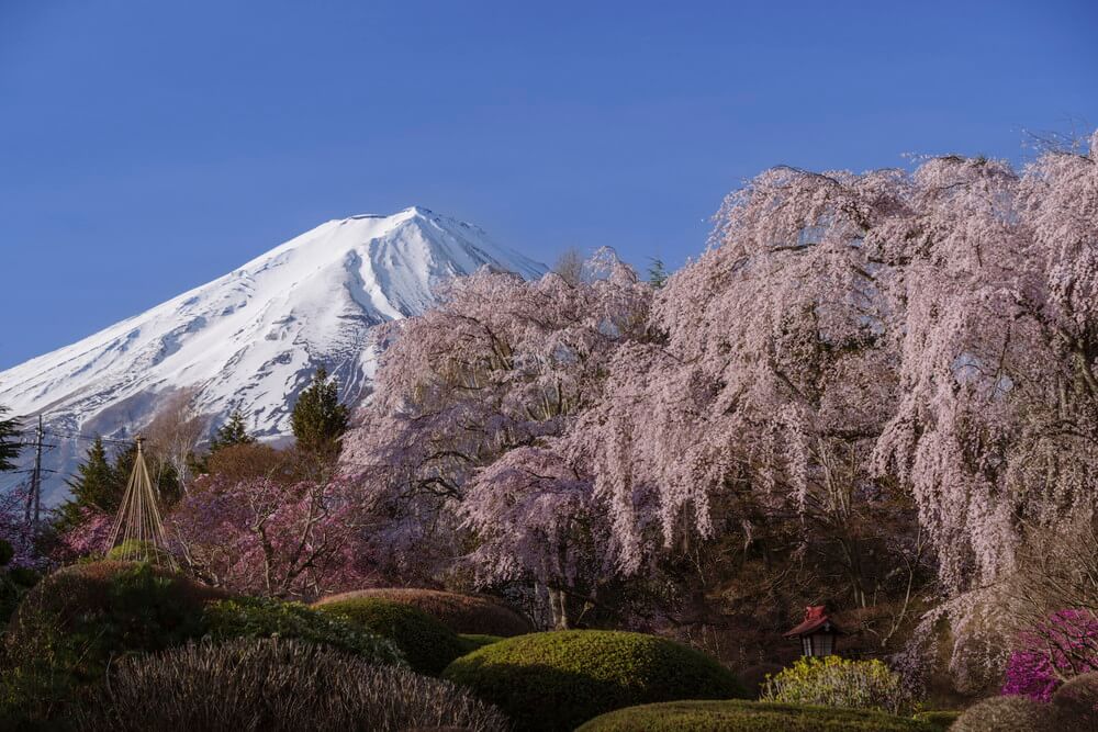 大枝垂れ桜と 大枝垂れ桜と