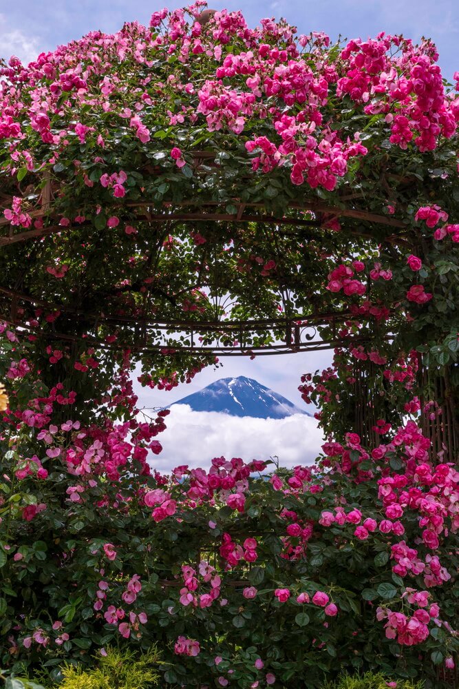 薔薇のガゼボ 薔薇のガゼボ